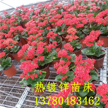 <a href='/' target='_blank'><a href='http://m.nuch.cn/miaochuangsheshi/203.html'target='_blank'>花架網</a></a> <a href='/' target='_blank'><a href='http://m.nuch.cn/miaochuangsheshi/203.html'target='_blank'>花架網</a></a>
