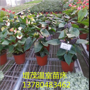 <a href='/' target='_blank'>育苗網廠家</a> <a href='/' target='_blank'>育苗網廠家</a>