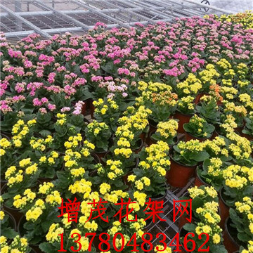 <a href='/' target='_blank'><a href='/' target='_blank'>溫室苗床</a>網</a>廠家 <a href='/' target='_blank'><a href='/' target='_blank'>溫室苗床</a>網</a>廠家